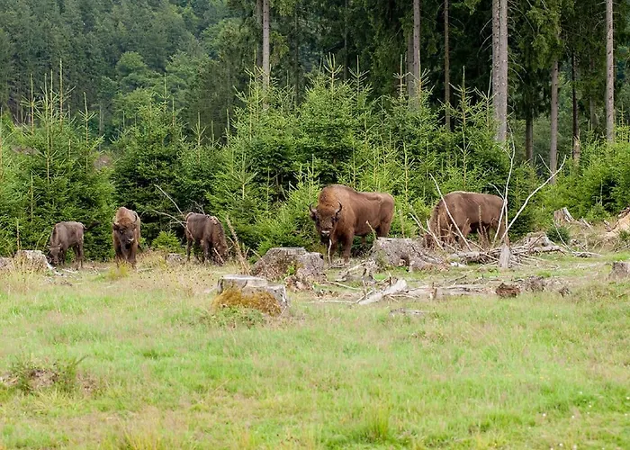 Zum Schieferpfad * Bad Berleburg